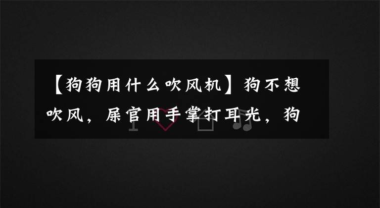【狗狗用什么吹风机】狗不想吹风,屎官用手掌打耳光,狗头疼。
