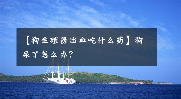 【狗生殖器出血吃什么药】狗尿了怎么办？