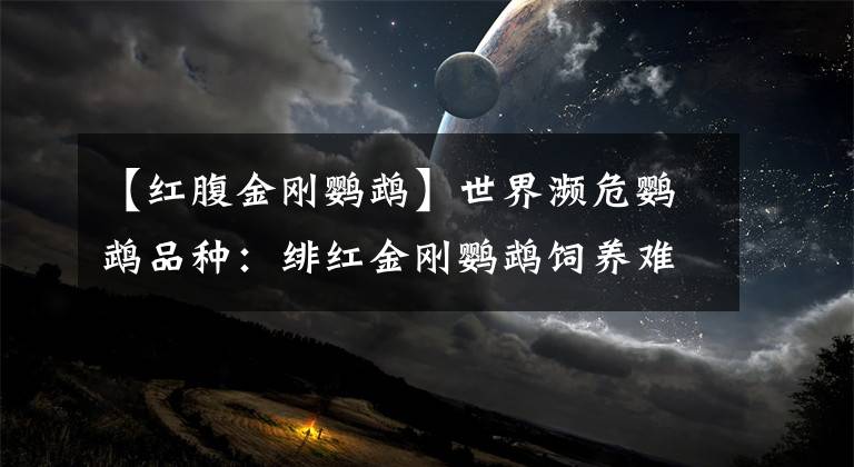 【红腹金刚鹦鹉】世界濒危鹦鹉品种：绯红金刚鹦鹉饲养难度大，远观莫近距离接触