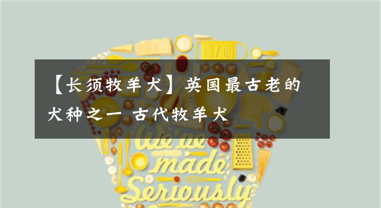 【长须牧羊犬】英国最古老的犬种之一 古代牧羊犬