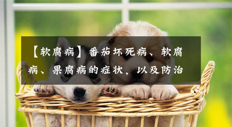 【软腐病】番茄坏死病、软腐病、果腐病的症状,以及防治方法