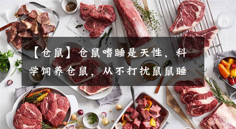 【仓鼠】仓鼠嗜睡是天性,科学饲养仓鼠,从不打扰鼠鼠睡觉做起