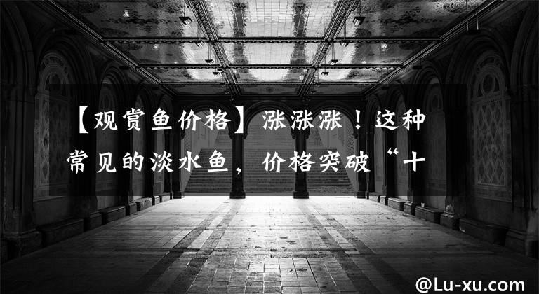 【观赏鱼价格】涨涨涨！这种常见的淡水鱼，价格突破“十元大关”！什么情况？