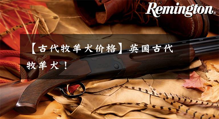 【古代牧羊犬价格】英国古代牧羊犬!