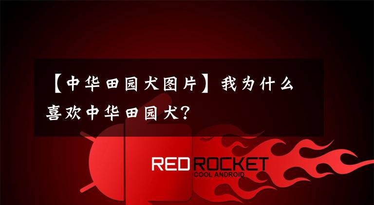 【中华田园犬图片】我为什么喜欢中华田园犬？