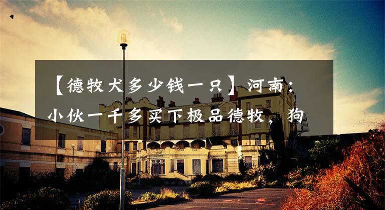 【德牧犬多少钱一只】河南:小伙一千多买下极品德牧,狗贩:不是这年轻人,800块最多