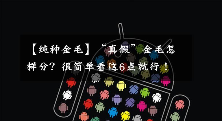 【纯种金毛】“真假”金毛怎样分？很简单看这6点就行！