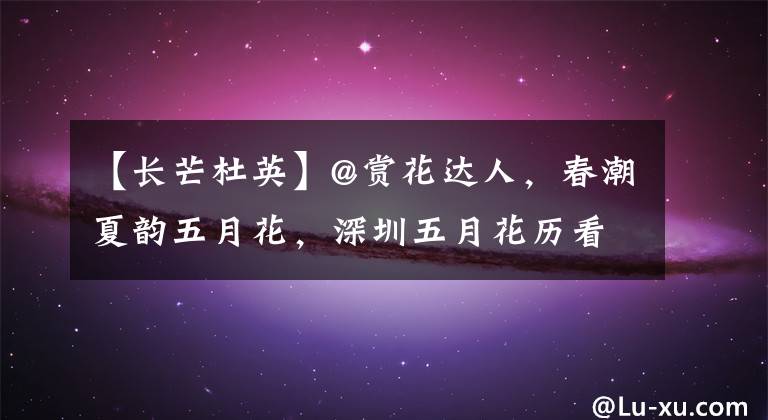 【长芒杜英】@赏花达人,春潮夏韵五月花,深圳五月花历看这里!