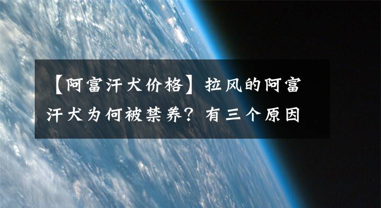 【阿富汗犬价格】拉风的阿富汗犬为何被禁养？有三个原因，第三个最尴尬