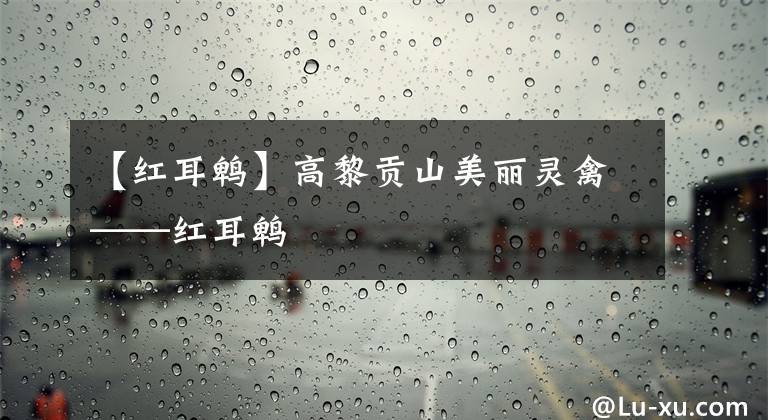 【红耳鹎】高黎贡山美丽灵禽——红耳鹎