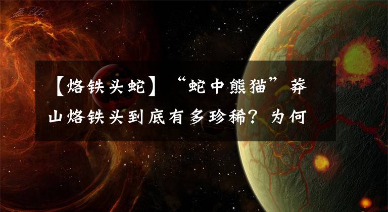 【烙铁头蛇】“蛇中熊猫”莽山烙铁头到底有多珍稀?为何还会被国外人士惦记?