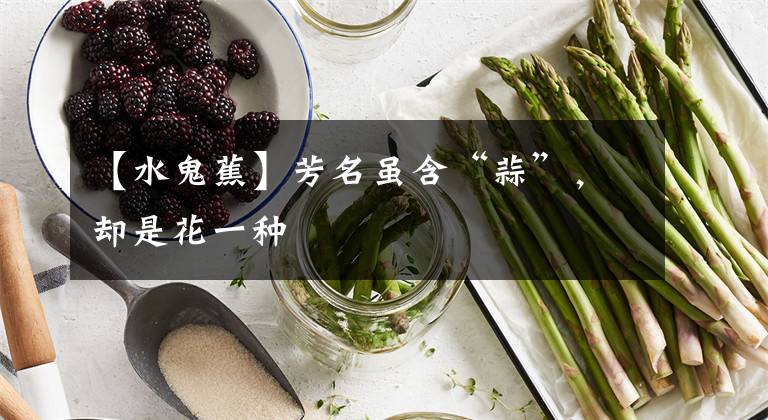 【水鬼蕉】芳名虽含“蒜”，却是花一种