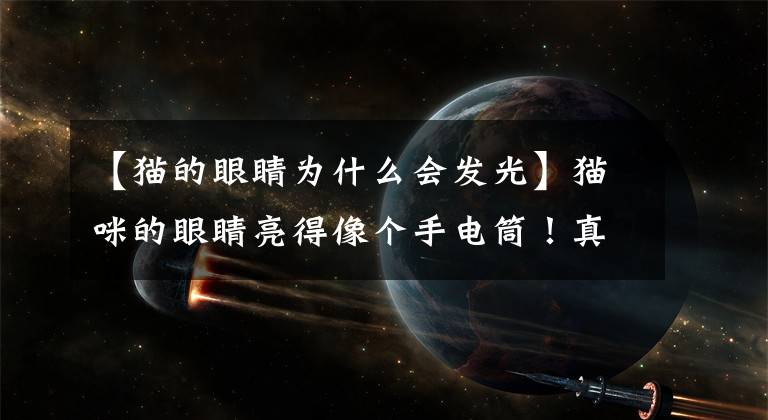 【猫的眼睛为什么会发光】猫咪的眼睛亮得像个手电筒！真的会发光吗？