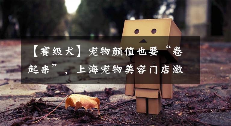 【赛级犬】宠物颜值也要“卷起来”,上海宠物美容门店激增,新赛道路在何方?