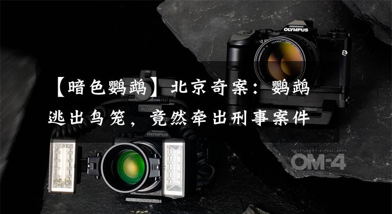 【暗色鹦鹉】北京奇案:鹦鹉逃出鸟笼,竟然牵出刑事案件