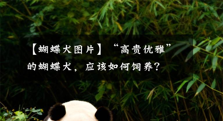 【蝴蝶犬图片】“高贵优雅”的蝴蝶犬，应该如何饲养？