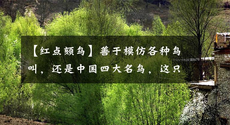 【红点颏鸟】善于模仿各种鸟叫，还是中国四大名鸟，这只“小可爱”来头不小！