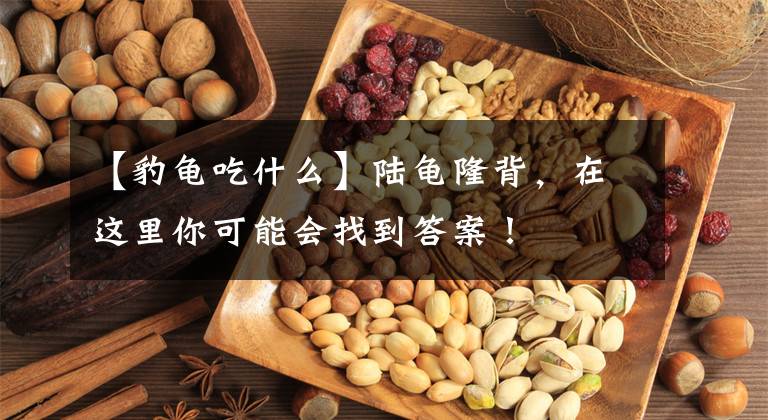 【豹龟吃什么】陆龟隆背，在这里你可能会找到答案！