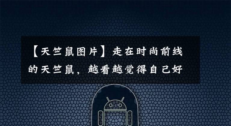 【天竺鼠图片】走在时尚前线的天竺鼠，越看越觉得自己好out啊