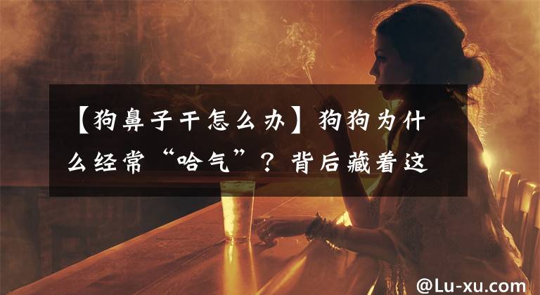【狗鼻子干怎么办】狗狗为什么经常“哈气”？背后藏着这几个意思