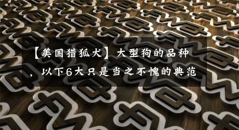 【美国猎狐犬】大型狗的品种，以下6大只是当之不愧的典范