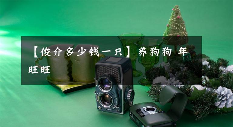 【俊介多少钱一只】养狗狗 年旺旺