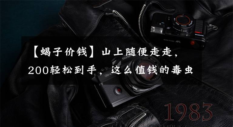 【蝎子价钱】山上随便走走,200轻松到手,这么值钱的毒虫咋还越逮越多了?