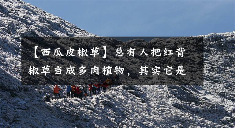 【西瓜皮椒草】总有人把红背椒草当成多肉植物，其实它是很耐阴的草本植物