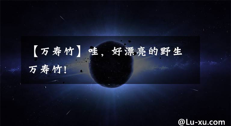 【万寿竹】哇,好漂亮的野生万寿竹!