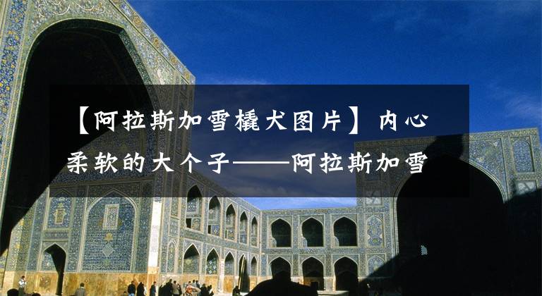 【阿拉斯加雪橇犬图片】内心柔软的大个子——阿拉斯加雪橇犬