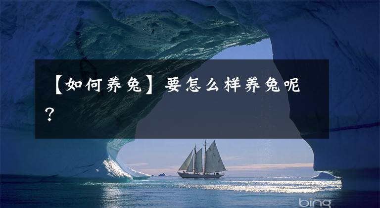 【如何养兔】要怎么样养兔呢?