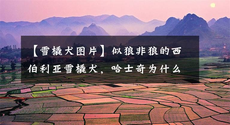 【雪橇犬图片】似狼非狼的西伯利亚雪橇犬，哈士奇为什么叫二哈？