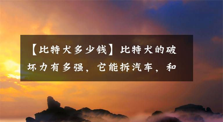 【比特犬多少钱】比特犬的破坏力有多强,它能拆汽车,和二哈相比怎么样