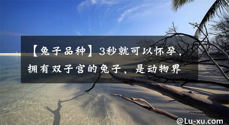 【兔子品种】3秒就可以怀孕,拥有双子宫的兔子,是动物界著名的生育机器