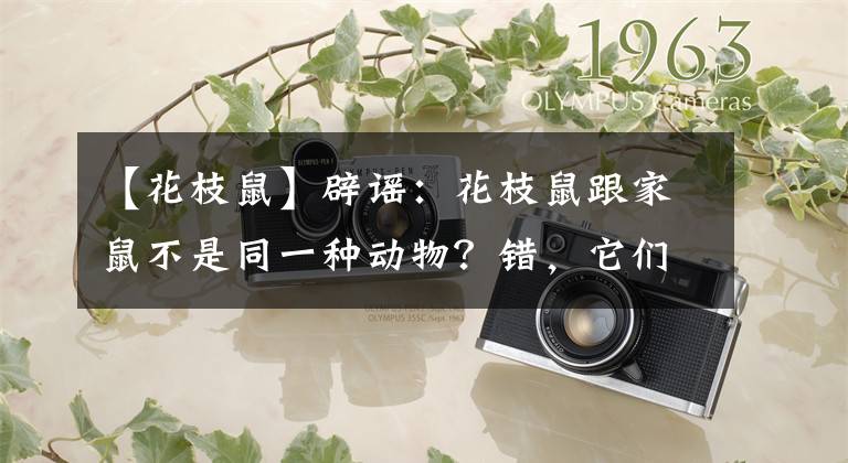 【花枝鼠】辟谣：花枝鼠跟家鼠不是同一种动物？错，它们就是驯养型的褐家鼠