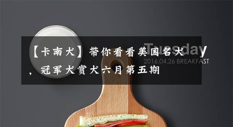 【卡南犬】带你看看美国名犬，冠军犬赏犬六月第五期