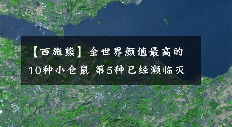 【西施熊】全世界颜值最高的10种小仓鼠 第5种已经濒临灭绝