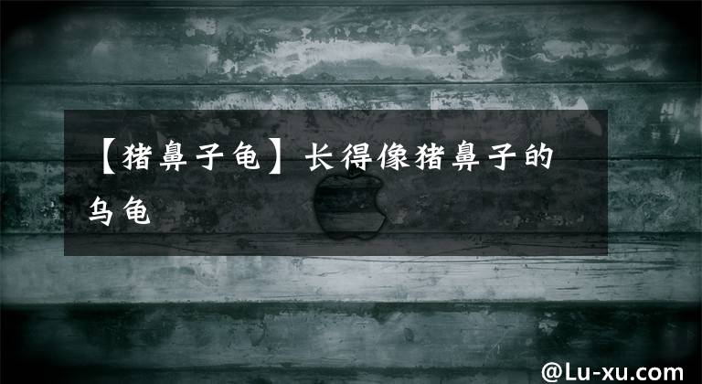 【猪鼻子龟】长得像猪鼻子的乌龟