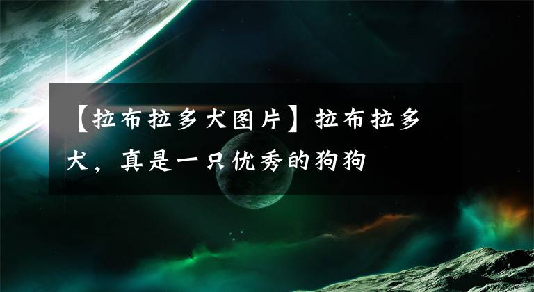 【拉布拉多犬图片】拉布拉多犬,真是一只优秀的狗狗