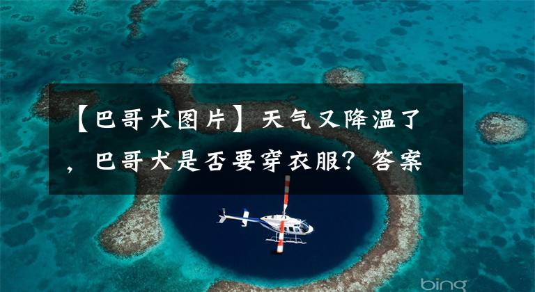 【巴哥犬图片】天气又降温了,巴哥犬是否要穿衣服?答案在这里