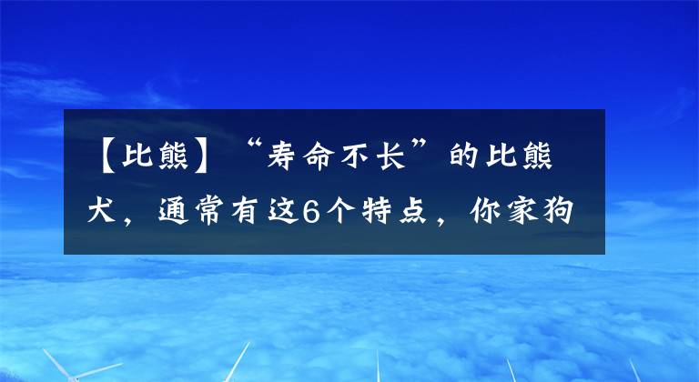 【比熊】“寿命不长”的比熊犬，通常有这6个特点，你家狗有吗？