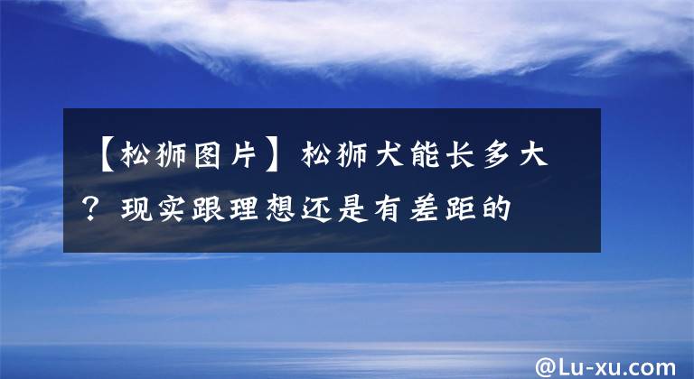 【松狮图片】松狮犬能长多大？现实跟理想还是有差距的