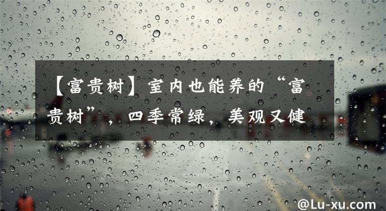 【富贵树】室内也能养的“富贵树”,四季常绿,美观又健康