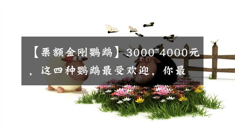 【栗额金刚鹦鹉】3000~4000元,这四种鹦鹉最受欢迎,你最喜欢哪一种?
