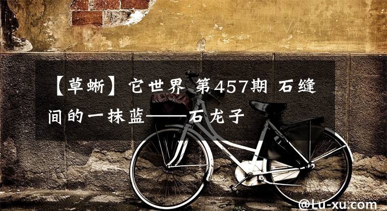 【草蜥】它世界 第457期 石缝间的一抹蓝——石龙子