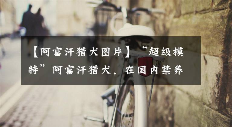 【阿富汗猎犬图片】“超级模特”阿富汗猎犬，在国内禁养？该