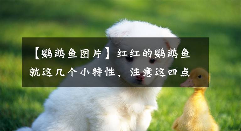 【鹦鹉鱼图片】红红的鹦鹉鱼就这几个小特性，注意这四点就能养的很好啦！
