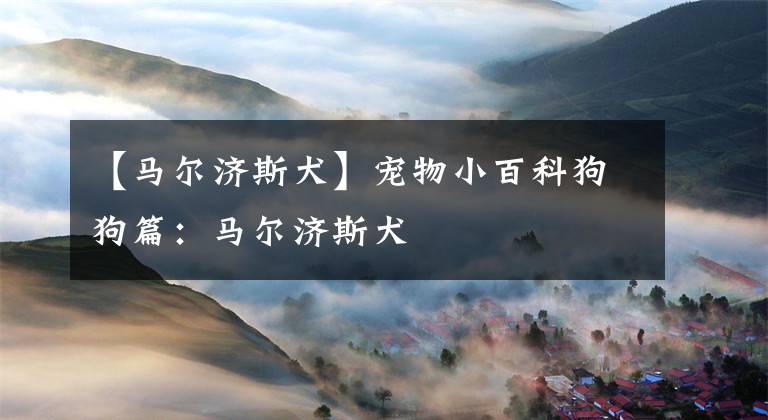 【马尔济斯犬】宠物小百科狗狗篇：马尔济斯犬