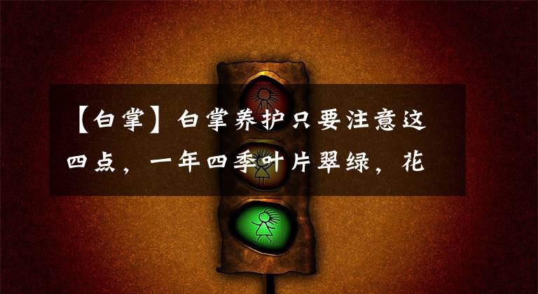 【白掌】白掌养护只要注意这四点,一年四季叶片翠绿,花开不断,开花爆盆