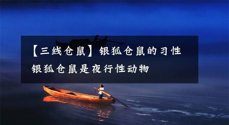 【三线仓鼠】银狐仓鼠的习性 银狐仓鼠是夜行性动物